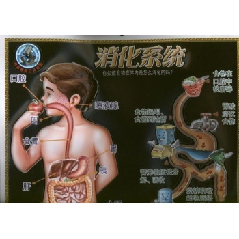 科普教育立体挂图.消化系统 